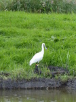 FZ020235 Eurasian spoonbill (Platalea leucorodia).jpg